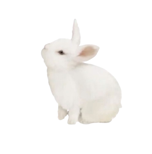 bunny